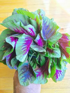 amaranth leaves rajgiryachi bhaji laal math